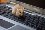 Восстанавливаем работоспособность клавиатуры